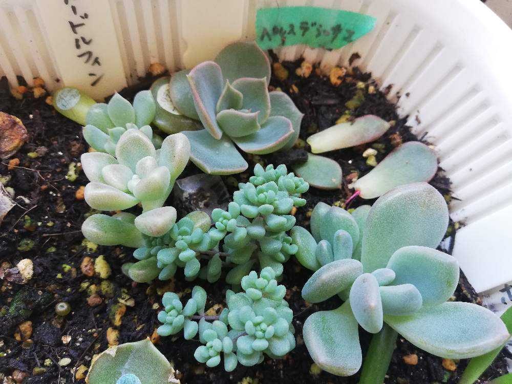 冬からの葉挿し体験談｜🍀GreenSnap（グリーンスナップ）