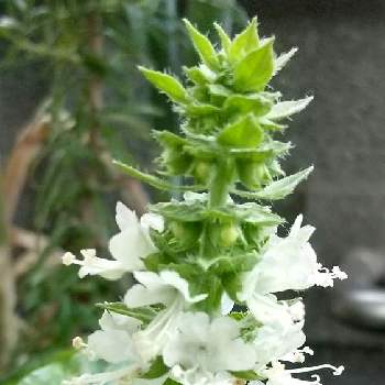 バジルの花の投稿画像一覧 Greensnap グリーンスナップ