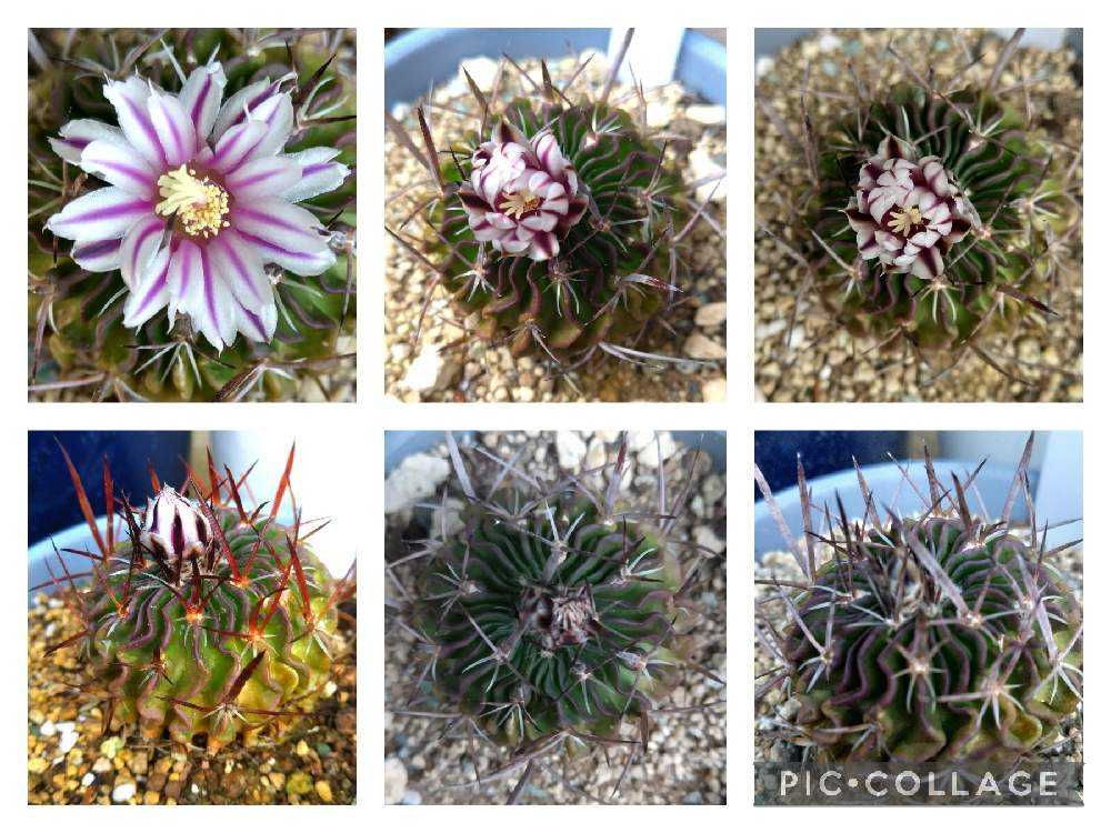 今年咲いてくれたサボテン達｜🍀GreenSnap（グリーンスナップ）