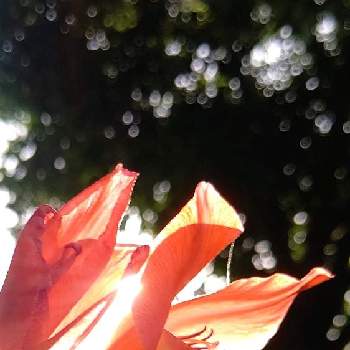 二つ花の画像 by ❦THE HERMIT❦さん | お出かけ先とグラジオラスと金曜日の蕾たちと光輝く花と赤朱紅と蕊蕊蕊と刹那さと癒されとマクロ撮りと元気❗❗と二つ花と本来の色と秘密のpicと大好きな花とシルエット❤︎とヒカリと風の中