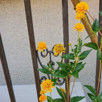 よそ様の玄関先の画像 by Uzuki1957さん | お出かけ先と姫ヒマワリ　アサヒ(旭)と可愛いお花と自転車で散策とよそ様の玄関先と黄色いお花とスポーツジム帰りとオレンジ色のお花