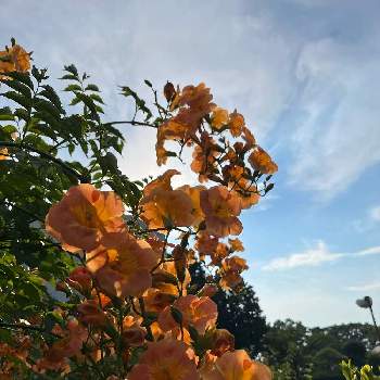 輝く花の投稿画像一覧 Greensnap グリーンスナップ