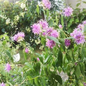 キャットミント,モナルダ,花のある暮らし,毎年咲く,小さな庭の画像