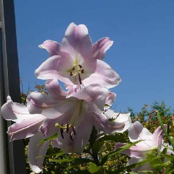 うちの庭の画像 by カスミさん | 小さな庭とうちの庭とユリ　ゆりと花のある暮らしとGREEN UP!と青空に映える