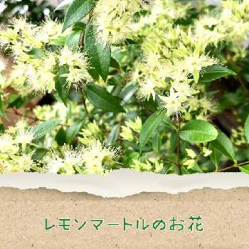 生き物バンザイの画像 by シンバさん | 小さな庭と葉っぱマニア (o^^o)と酷暑とワンコと暮らすとレモンマートル。と暑すぎるぅと観葉植物好きと我が家をジャングルにと平和を願う☆と京都と生き物バンザイとちょっとひと息