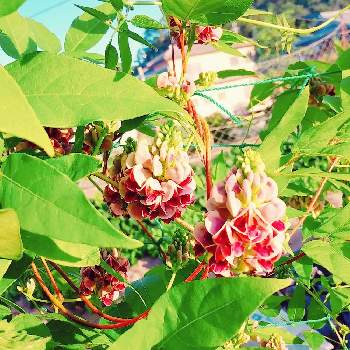 アピオス の投稿画像一覧 Greensnap グリーンスナップ