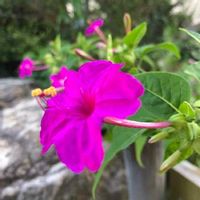 オシロイバナ,地植え,花のある暮らし,夏の庭にて,濃いピンクの花の画像