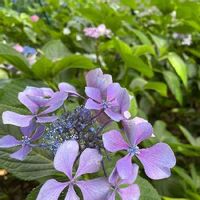 紫陽花,レディサチコ,おうち時間,山野草,青い花とその葉を写そう！2022の画像