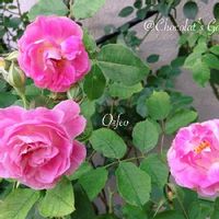 バラ,ばら バラ 薔薇,ハイポネックス園芸部2022,Chocolat’s Garden オルフェオ,バラのある暮らしの画像