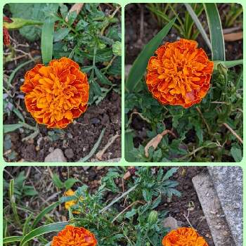 google pixel5aの画像 by もぐjuhさん | 広い庭とキバナコスモス♡とフレンチマリーゴールド♡とgoogle pixel5aと花色とお顔がこんにちはと橙色のお花