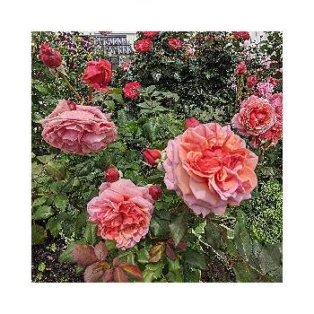 バラ・ラデュレの画像 by 池ちゃんさん | バラ・ラデュレとばら バラ 薔薇とマイ♡ガーデン