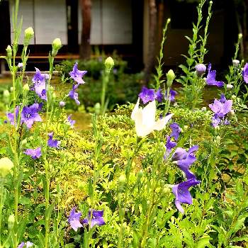白花の画像 by BTMさん | お出かけ先と和の趣と自然が織りなす色と白花と風にのると紫色の花と和の庭