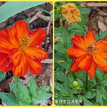google pixel5aの画像 by もぐjuhさん | 広い庭とキバナコスモス♡とgoogle pixel5aと花色とお顔がこんにちはと橙色のお花