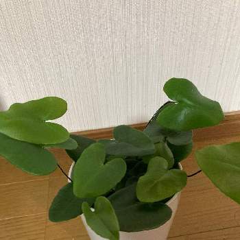 ペペロミアの投稿画像一覧 Greensnap グリーンスナップ