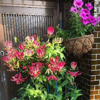 グロリオサ。の画像 by ajiajiroさん | 玄関と老後の楽しみとおうち園芸とグロリオサ。と君も花が好きなのかと侘び寂び 