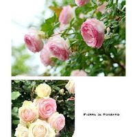バラ ピエール・ド・ロンサール,バラ,雨あがり,小さい花壇の画像