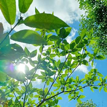 グリーングリーン♪の画像 by りんかさん | 土曜はお空の発表会とイヌビワの木とキラキラ✨と夏を乗り切ろうと夏空と雲仲間とグリーングリーン♪と溢れる緑と透明感と夏を楽しむと清々しいと綺麗✨と繋がりに感謝✨と眩しい～✨とさわやか♡