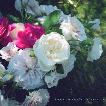 バラ・レディユーナ,バラ  カラーオブジュピター,バラ カルトナージュ,好きな花,庭に咲く花の画像