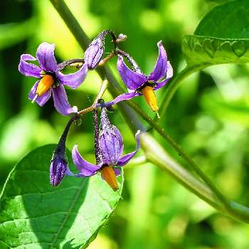 赤紫の花の投稿画像一覧 Greensnap グリーンスナップ