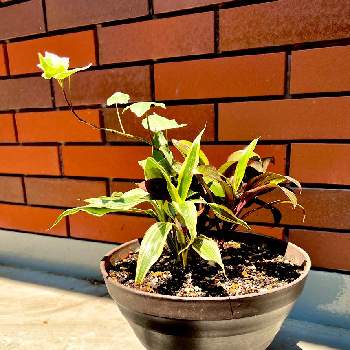 ドラセナ挿し木の投稿画像一覧 Greensnap グリーンスナップ