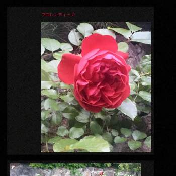 バラ,フロレンティーナ,ブラックベリー,北国の庭,庭の薔薇の画像