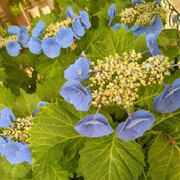 モリモリ✌️の画像 by まっさんno.1さん | 小さな庭と咲き誇る花と綺麗〜❤️と我が家の庭♡とGS映えと青い花と住人紹介とモリモリ✌️とガクアジサイ*