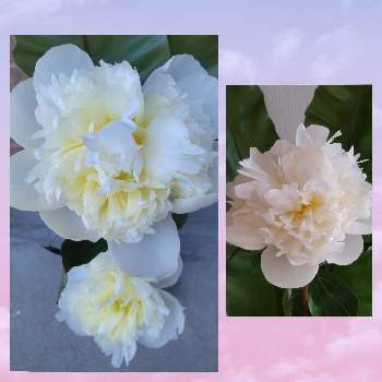 白い恋人達の画像 by eryさん | 芍薬　白と白い花と白い恋人達とビューティフル サンデー