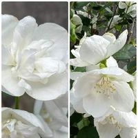 バイカウツギ,お散歩の途中,日曜の白花,八重咲き,美しいの画像