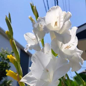 素敵な日曜日を✨の画像 by kikki-さん | グラジオラスと真っ白の花と白い花♡と素敵な日曜日を✨