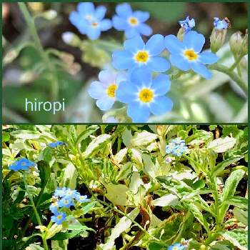 忘れな草 の投稿画像一覧 Greensnap グリーンスナップ