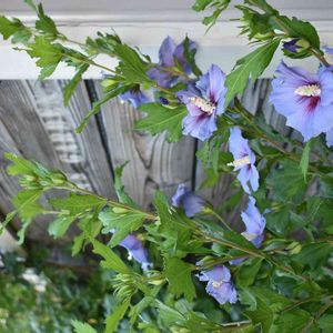 かわいい,花壇,庭の花,植中毒,植栽の画像