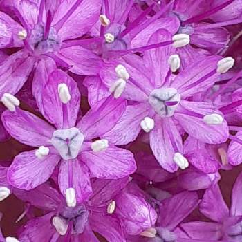アリウム,紫の花,紫色の花,小さな庭の画像
