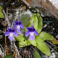 ムシトリスミレ,食虫植物,多年草,美しい,高山植物類の画像