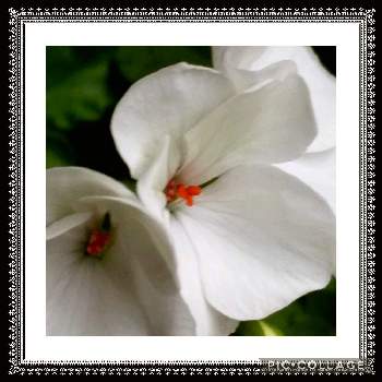 白いゼラニウムの投稿画像一覧 Greensnap グリーンスナップ