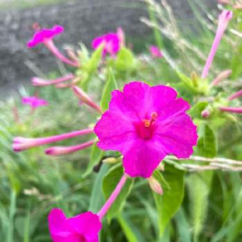 笑って咲く花の画像 by R.sugarさん | オシロイバナと山野草と笑って咲く花とお花のある暮らしと元気もらえると散歩