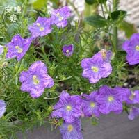 ニーレンベルギア,お花を楽しむ,種まき,種から,青い花の画像