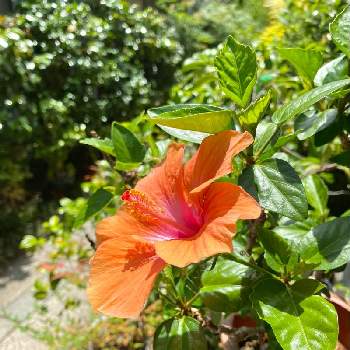 Kays_gardenの画像 by Kay_Tama-gsk さん | 小さな庭とハイビスカス サマーブリーズとカラフルと南国の花とオレンジの花と鮮やか とオレンジ色とKays_garden