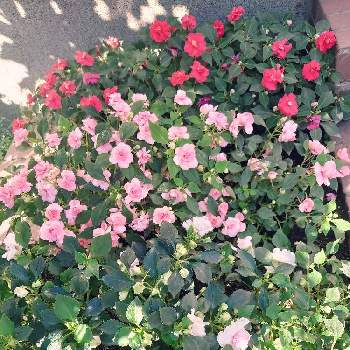 バラ咲きインパチェンスの画像 by しゅうさん | 広い庭とバラ咲きインパチェンスと半陰陽と花の勢いと木陰にてと真夏と北海道