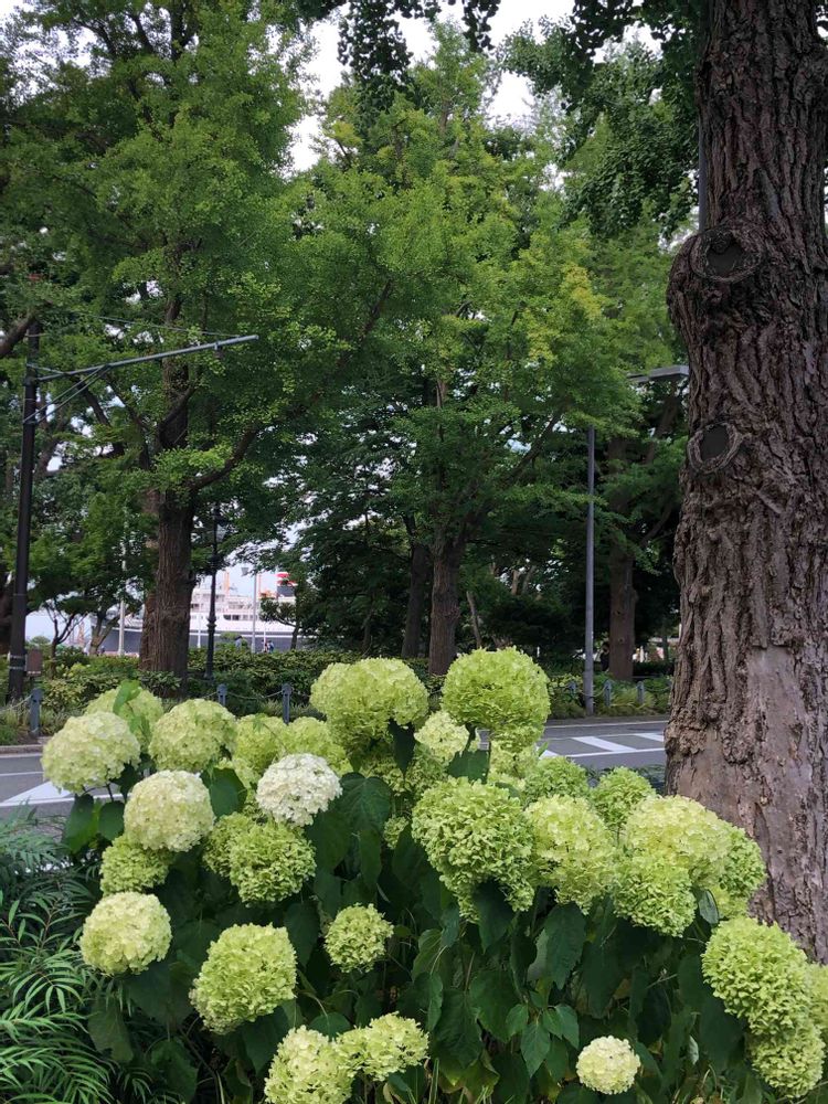 makiwさんの山下公園への投稿