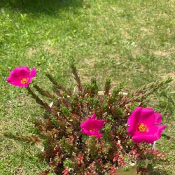 セダム ピンキーの画像 by くう～⭐️さん | 広い庭とセダム ピンキーと多肉植物とお花大好き♡と可愛い⭐︎と嬉しいなぁ〜と癒しと庭に咲いているお花とGSに感謝