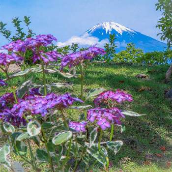 山アジサイ✨の画像 by チョコさん | 小さな庭と山アジサイ✨と恵庭市の花フォトコン2022
