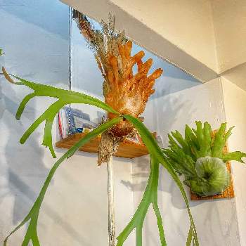 ビカクシダ　ホルタミー,ビカクシダ ウィリンキー,デカイの楽しい,観葉植物,塊根植物のある暮らしの画像