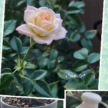 ミニバラ　チュチュオプティマの画像 by smileさん | バルコニー/ベランダとミニバラ　チュチュオプティマと2番花とスタンダードプロダクツと癒しと小さな幸せ♡と花のある暮らし