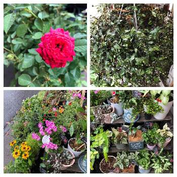 お花屋柊 大美野店のアルバム Greensnap グリーンスナップ