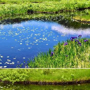 カキツバタ,池塘とヒツジグサ,山野草,尾瀬湿原の画像