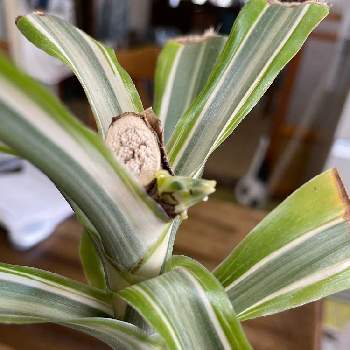 ドラセナ挿し木の投稿画像一覧 Greensnap グリーンスナップ