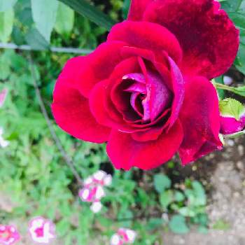 大好きの画像 by 花庭さん | 小さな庭とバーガンディアイスバーグと大好きとガーデニングと花のある暮らしと静岡とバラを楽しむ