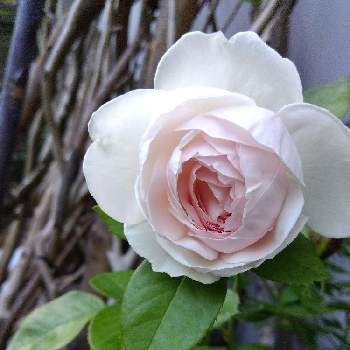 バラ クリスティアーナの画像 by まめ157さん | 小さな庭とバラ クリスティアーナとばら バラ 薔薇とマイガーデンとピンク❤︎ピンクとナチュラルガーデンとガーデニングと花のある暮らしとかわいいな♡といい香り