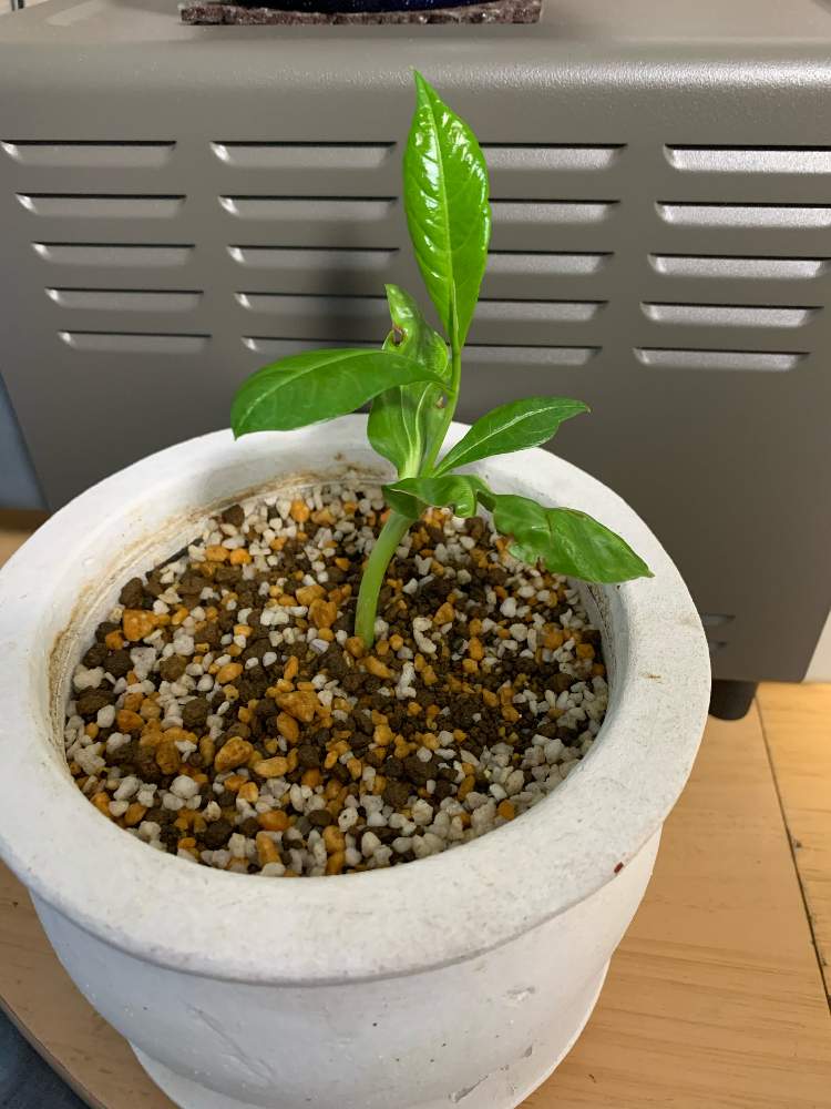 バオバブ 実生チャレンジ Greensnap グリーンスナップ