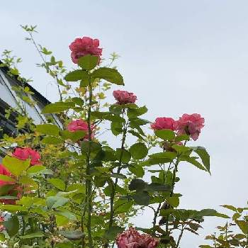 四季咲ばらの画像 by keychanさん | Hybrid Teaと千葉県と京成バラ園と薔薇♪と四季咲ばら